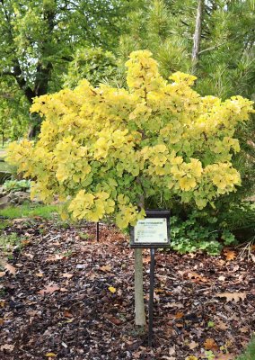 Ginkgo biloba 'Troll' - jinan dvoulaločný 'Troll' - celek podzim